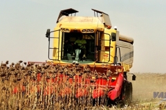 big_1305882811726